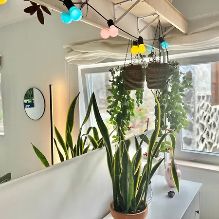 Perro Y Osito Homestay Garachico (Tenerife)