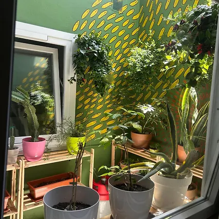 Homestay Perro Y Osito Garachico (Tenerife)